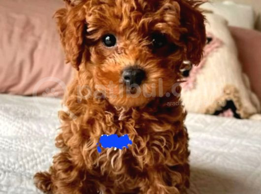 Kıpkırmızı Red Tooy Poodle Sevimli Yavrular