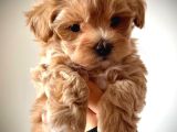 Maltipo Cinsi Yavrular Kahve Tonlu Mini Boy Puppy