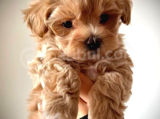 Maltipo Cinsi Yavrular Kahve Tonlu Mini Boy Puppy görsel