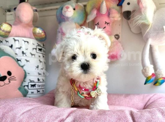 Kore Maltese Bebekleri̇ görsel