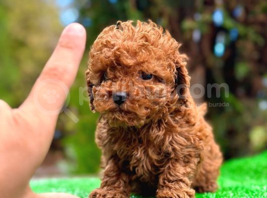 TOY POODLE BEBEKLERİ