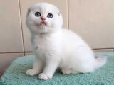 Bebek Surat Silver Scottish Fold