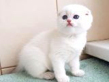 Bebek Surat Silver Scottish Fold