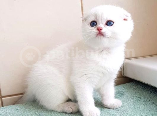 Bebek Surat Silver Scottish Fold
