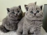 Asaletli Gri British Shorthair
