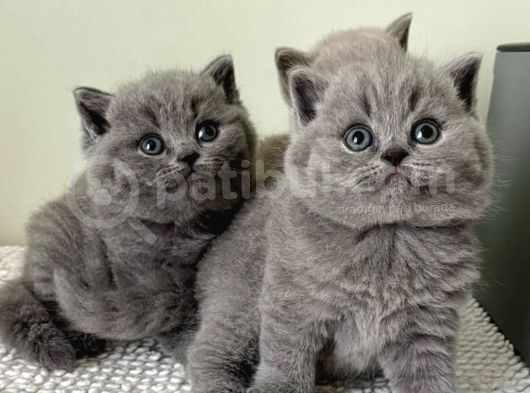 Asaletli Gri British Shorthair görsel