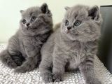 Asaletli Gri British Shorthair