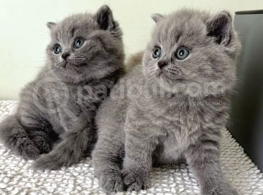 Asaletli Gri British Shorthair