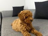 Toy Poodle Red Yavrumuz Hazir