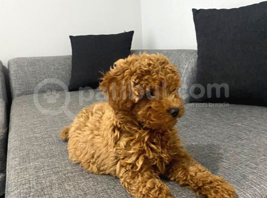 Toy Poodle Red Yavrumuz Hazir görsel