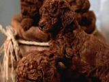 Aşili Toy Poodle Bebekleri̇