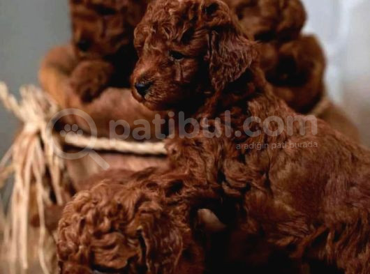 Aşili Toy Poodle Bebekleri̇ görsel
