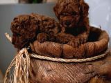 Aşili Toy Poodle Bebekleri̇