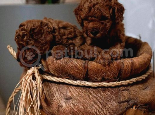 Aşili Toy Poodle Bebekleri̇ görsel