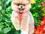 3 Aylik Teddy Bear Ayi Suratli Ori̇ji̇nal Safkan Yavrumuz