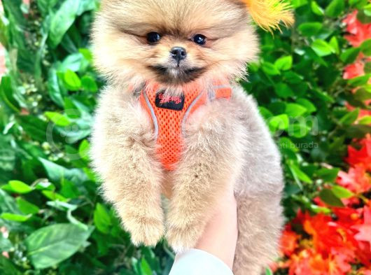 3 Aylik Teddy Bear Ayi Suratli Ori̇ji̇nal Safkan Yavrumuz görsel