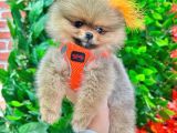 3 Aylik Teddy Bear Ayi Suratli Ori̇ji̇nal Safkan Yavrumuz