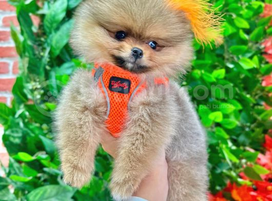 3 Aylik Teddy Bear Ayi Suratli Ori̇ji̇nal Safkan Yavrumuz görsel