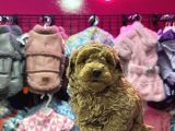 Muazzam Kali̇tede Toy Poodle Bebekler