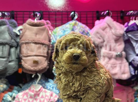 MUAZZAM KALİTEDE TOY POODLE BEBEKLER