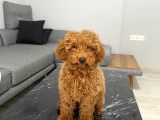 TOY POODLE RED YAVRUMUZ HAZIR