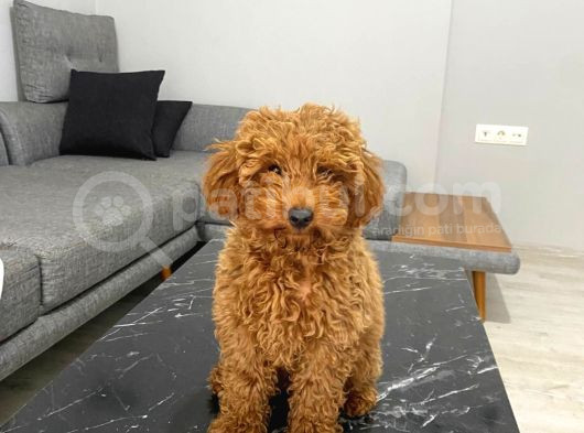 Toy Poodle Red Yavrumuz Hazir