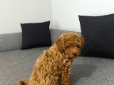 Toy Poodle Red Yavrumuz Hazir