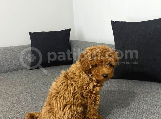 Toy Poodle Red Yavrumuz Hazir görsel
