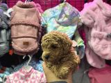 Muazzam Kali̇tede Toy Poodle Bebekler
