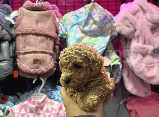 Muazzam Kali̇tede Toy Poodle Bebekler görsel