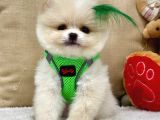 3 AYLIK TEDDY BEAR YAVRUMUZ