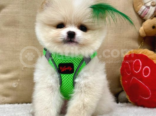 3 Aylik Teddy Bear Yavrumuz