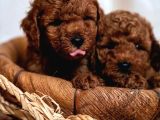 AŞILI TOY POODLE BEBEKLERİ