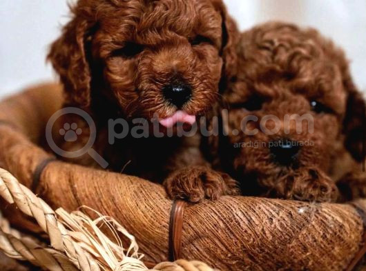 Aşili Toy Poodle Bebekleri̇