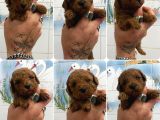TEACUP VE 0 NO TOY POODLE BEBEKLERİM