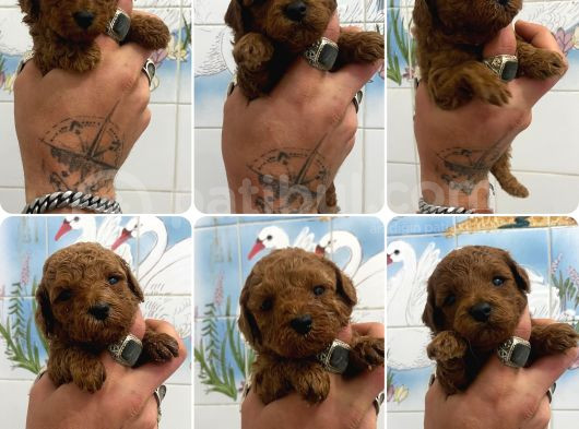 Teacup Ve 0 No Toy Poodle Bebekleri̇m