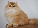 Secereli Ny12 golden british longhair erkek 3 aylık