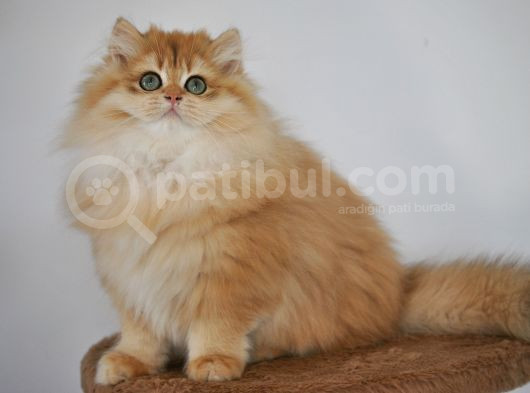 Secereli Ny12 Golden British Longhair Erkek 3 Aylık