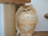 Secereli Ny12 Golden British Longhair Erkek 3 Aylık