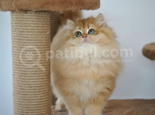 Secereli Ny12 Golden British Longhair Erkek 3 Aylık görsel