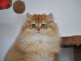 Secereli Ny12 Golden British Longhair Erkek 3 Aylık