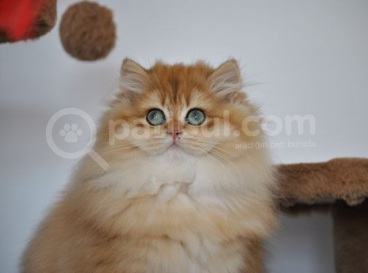 Secereli Ny12 Golden British Longhair Erkek 3 Aylık görsel