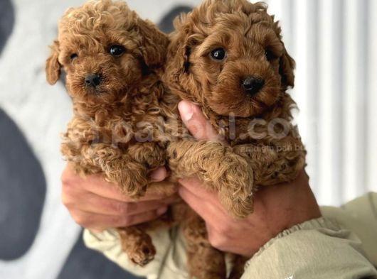 IRK VE SAĞLIK GARANTİLİ TOY POODLE BEBEKLER