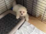 Pomerian Boo