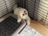 Pomerian Boo