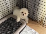 Pomerian boo
