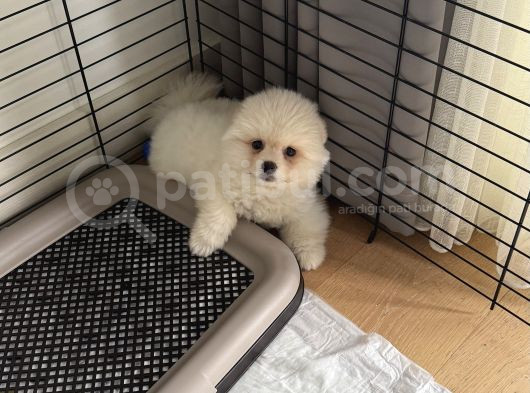 Pomerian Boo