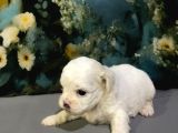 Original Kore Maltipoo Yavruları