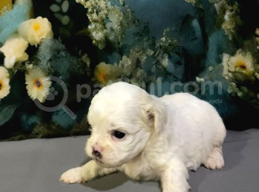 Original Kore Maltipoo Yavruları görsel