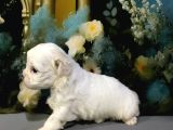 Original kore maltipoo yavruları